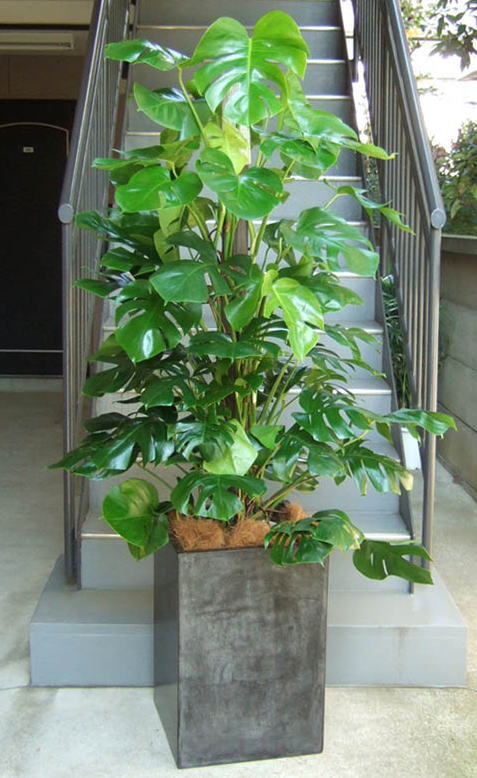 大葉のツル性植物を支柱に這わせて高さを出したポール仕立て。大型スクエア鉢との組み合わせで高さ2m前後