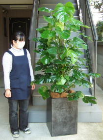 身長155cmの女性と200cmのモンステラ