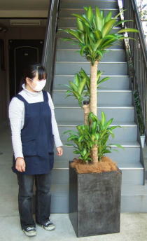 身長155cmの女性と200cmのマッサンゲアナ
