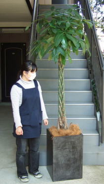 身長155cmの女性と230cmのパキラ