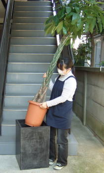 大型スクエア鉢にパキラをセット