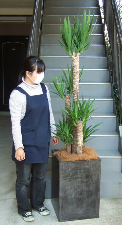 身長155cmの女性と200cmの青年の木