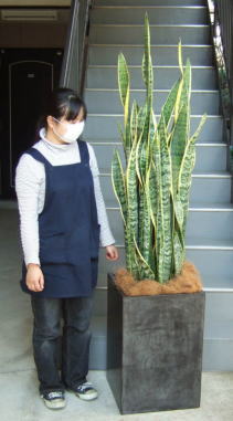 身長155cmの女性と180cmのサンスベリア