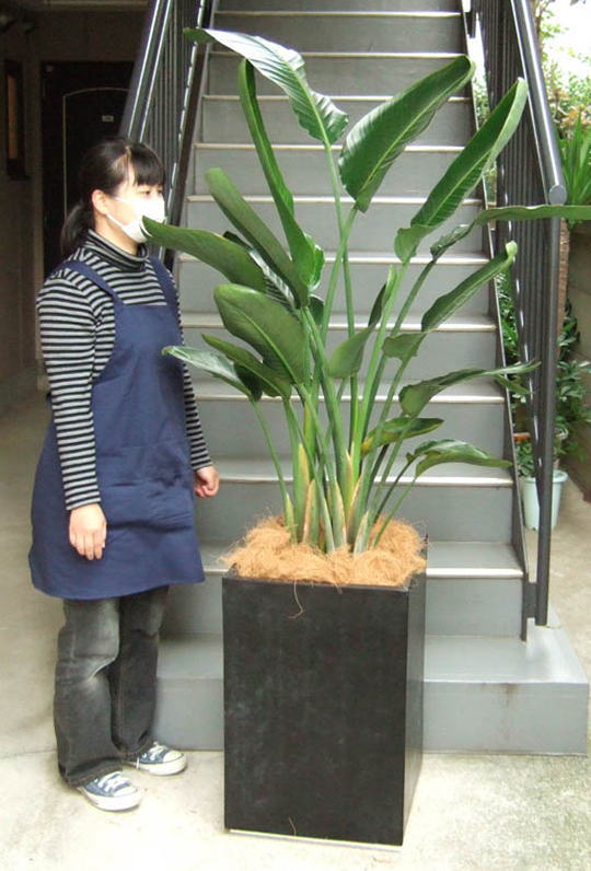 身長155cmの女性と200cmのオーガスタ