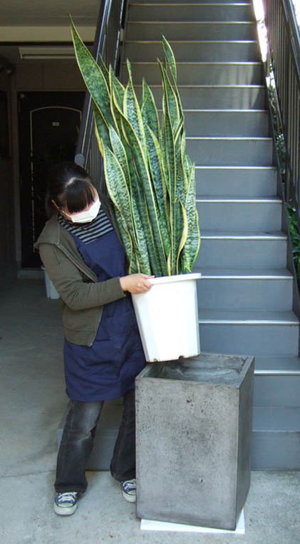 サンスベリア 極上 コンクリート風大型スクエア鉢 グレイ 観葉植物販売のアンジェリック サンスベリア 極上 コンクリート風大型スクエア鉢 グレイ 観葉植物販売のアンジェリック