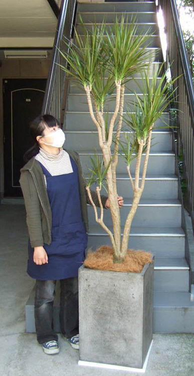 身長155cmの女性と220cmのコンシンネ
