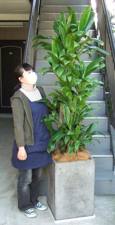 身長155cmの女性と220cmの広葉ドラセナ