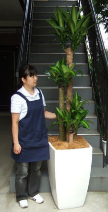 身長155cmの女性と220cmの幸福の木