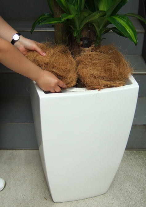 プラ鉢と鉢土をココファイバーで隠します