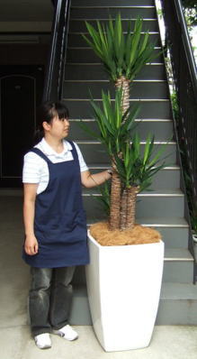 身長155cmの女性と220cmのユッカ