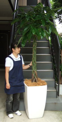 身長155cmの女性と240cmのパキラ