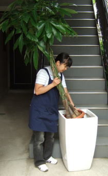 大型スクエア鉢にパキラをセット