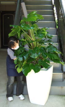 モンステラ ホワイトスクエア鉢 ファイバーグラス 観葉植物販売のアンジェリック