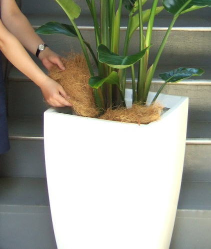 プラ鉢と鉢土をココファイバーで隠します