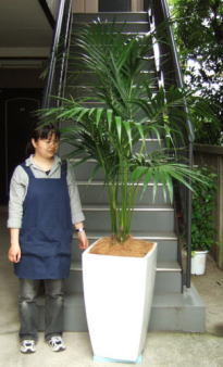 身長155cmの女性と240cmのケンチャヤシ
