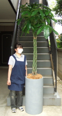 身長155cmの女性と240cmのパキラ