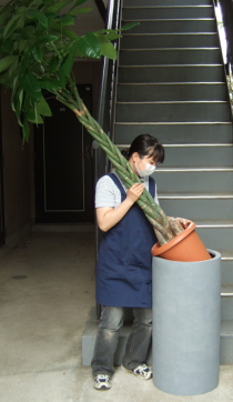 大型鉢に観葉植物をセットするイメージ画像