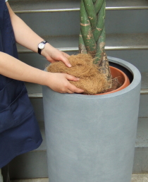 プラ鉢と鉢土をココファイバーで隠します
