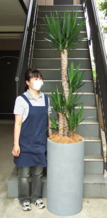 身長155cmの女性と220cmの青年の木