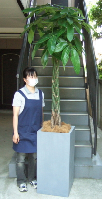 身長155cmの女性と240cmのパキラ