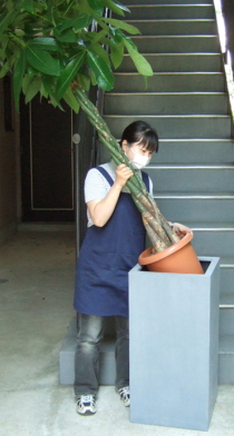 大型鉢に観葉植物をセットするイメージ画像