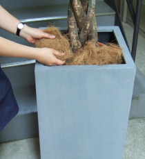 プラ鉢と鉢土をココファイバーで隠します