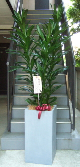 8寸立札を付けたファイバーストーンスクエア入り観葉植物