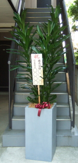 立札を付けたファイバーストーンスクエア入り観葉植物