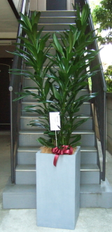 名札を付けたファイバーストーンスクエア入り観葉植物