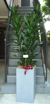 カードを付けたファイバーストーンスクエア入り観葉植物