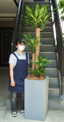 身長155cmの女性と220cmの幸福の木