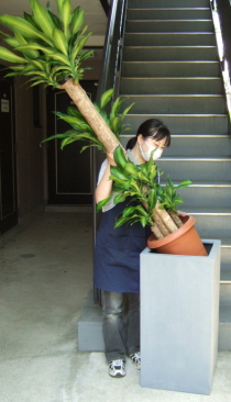 大型鉢に観葉植物をセットするイメージ画像