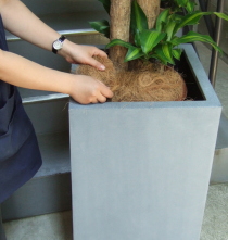 プラ鉢と鉢土をココファイバーで隠します