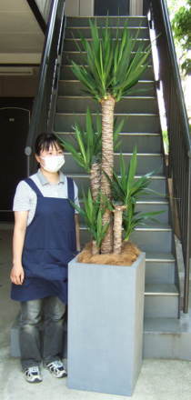 身長155cmの女性と220cmの青年の木