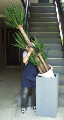 大型鉢に観葉植物をセットするイメージ画像