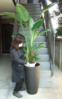 大型鉢に観葉植物をセットするイメージ画像