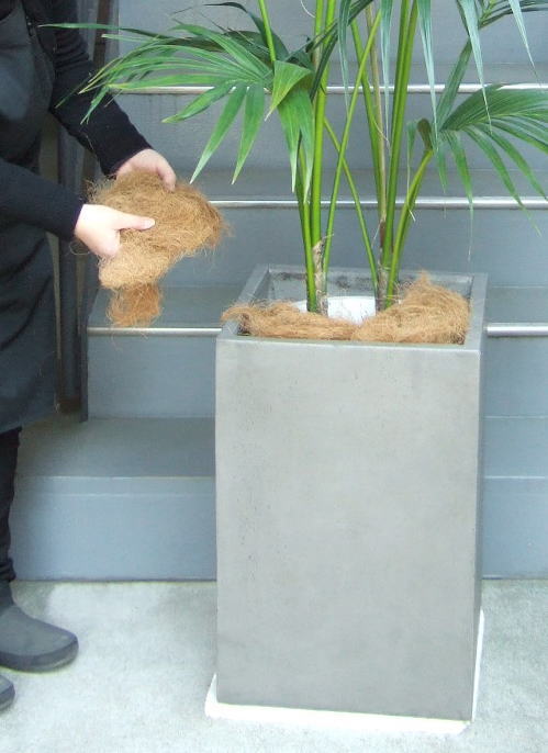 プラ鉢と鉢土をココファイバーで隠す