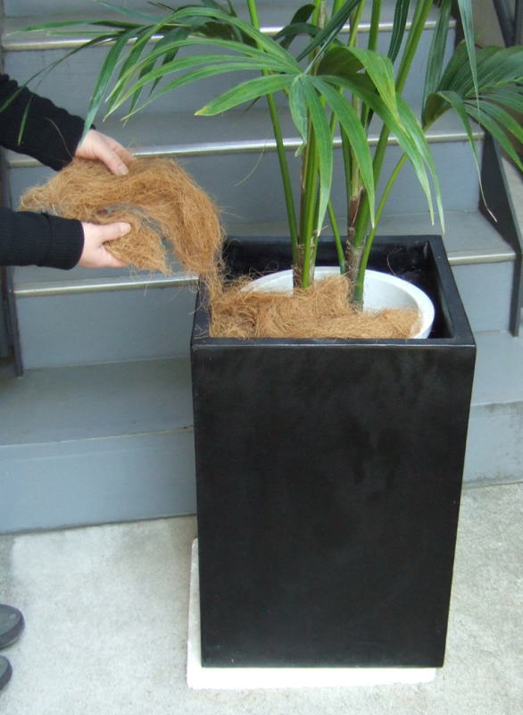 プラ鉢と鉢土をココファイバーで隠す
