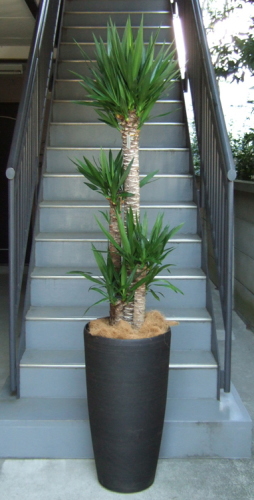 上部に葉を茂らせる丸太状の幹を4〜5本植え込んだ樹形。大型鉢との組み合わせで高さ2m超の特大サイズ