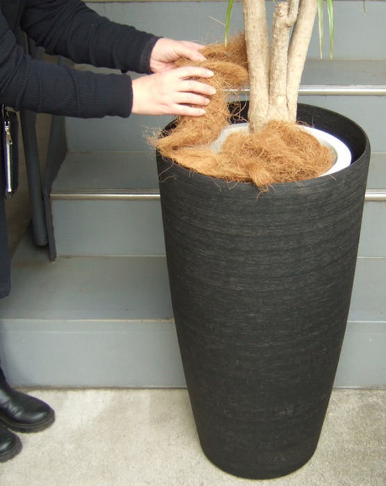 プラ鉢と鉢土をココファイバーで隠します