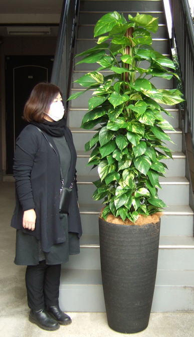 身長158cmの女性と200cmのポトス