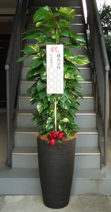 立札を付けた樹脂製特大鉢入り観葉植物