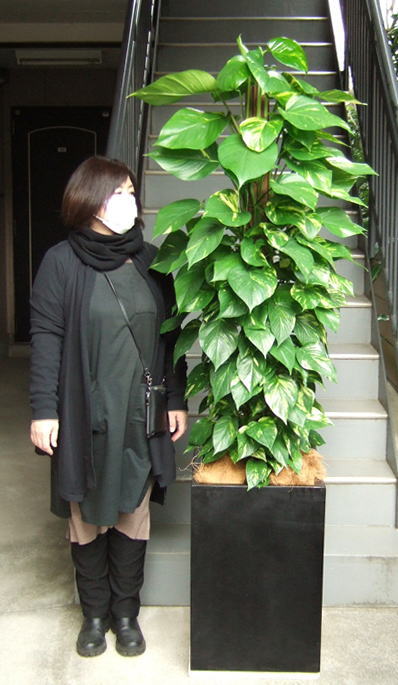 身長158cmの女性と200cmのポトス