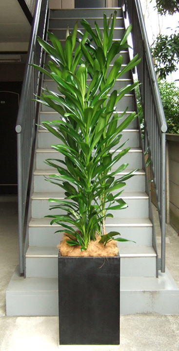 特大サイズの観葉植物 法人ギフト対応 アンジェリック 特大サイズの観葉植物 法人ギフト対応 アンジェリック