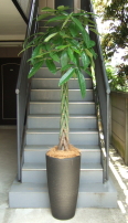 特大観葉植物_パキラ
