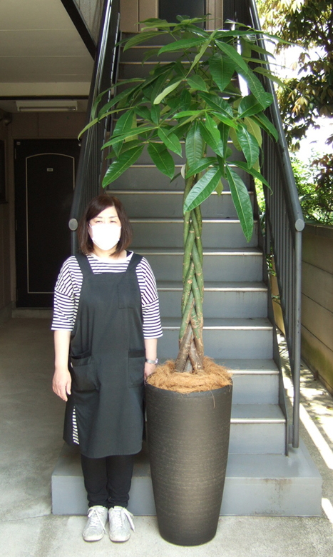 身長158cmの女性と240cmのパキラ