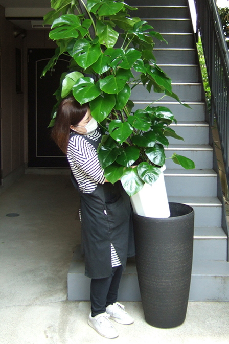 大型鉢に観葉植物をセットするイメージ画像