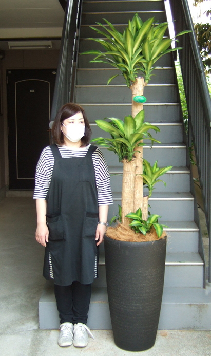 身長158cmの女性と220cmの幸福の木