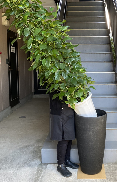 グリーンポトス 特大鉢クリアブラック 樹脂製 観葉植物販売のアンジェリック